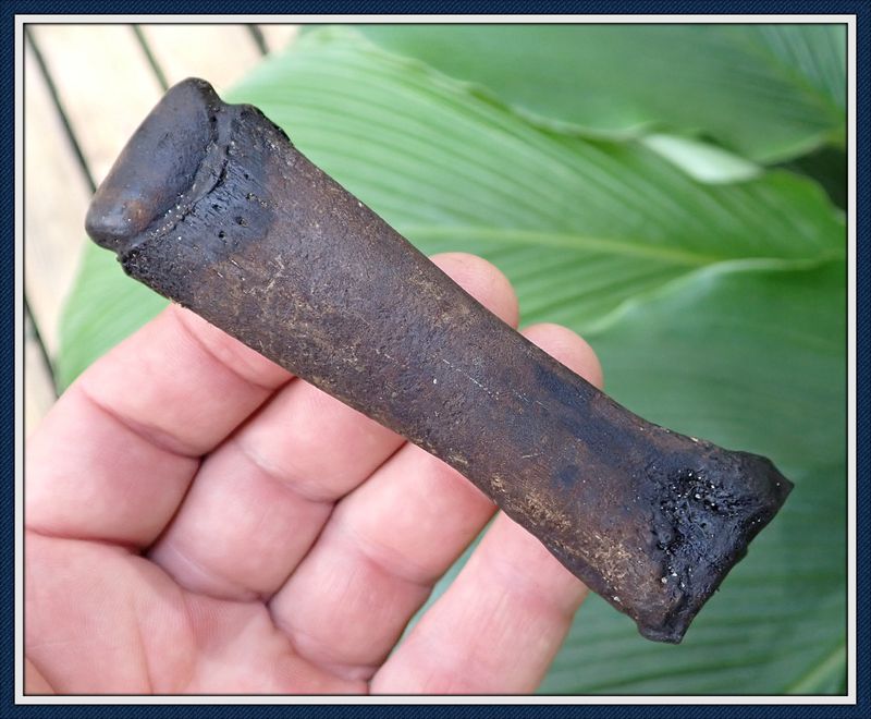 ~ Taylor Co. Florida ~ Ice Age ~ Tapir Toe Bone  ~
