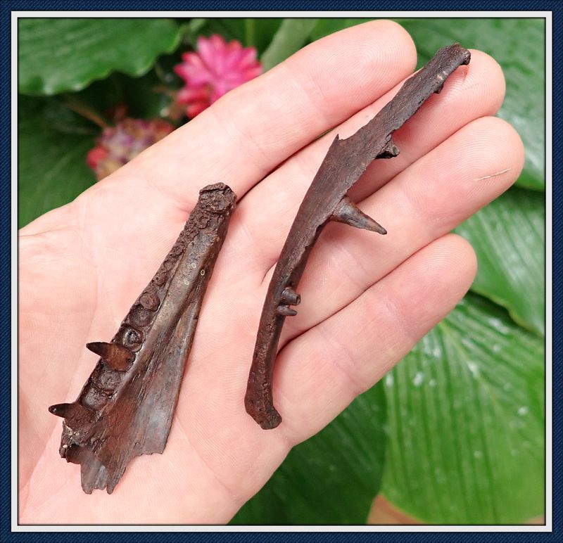 ~ Taylor Co. Florida ~ Ice Age ~ Gar Fish Jaws  ~ SOLD