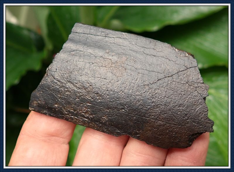 ~ Taylor Co. Florida ~ Ice Age ~ Mastodon Elephant ~ Ivory Tusk Bark  ~