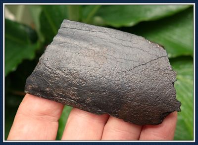 ~ Taylor Co. Florida ~ Ice Age ~ Mastodon Elephant ~ Ivory Tusk Bark  ~