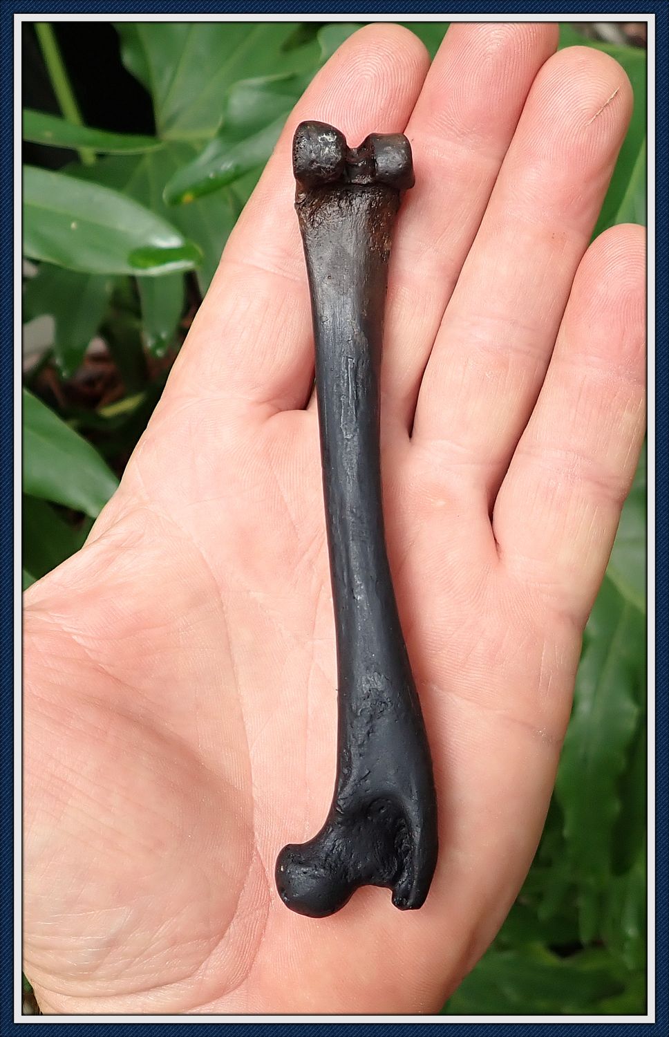 ~ Taylor Co. Florida ~ Ice Age ~ Grey Fox Leg Bone ~