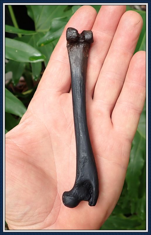~ Taylor Co. Florida ~ Ice Age ~ Grey Fox Leg Bone ~