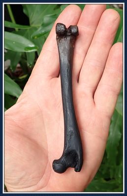 ~ Taylor Co. Florida ~ Ice Age ~ Grey Fox Leg Bone ~