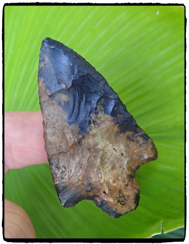 ~ Beautiful Mottled ~  Middle Archaic ~ Newnan Point ~