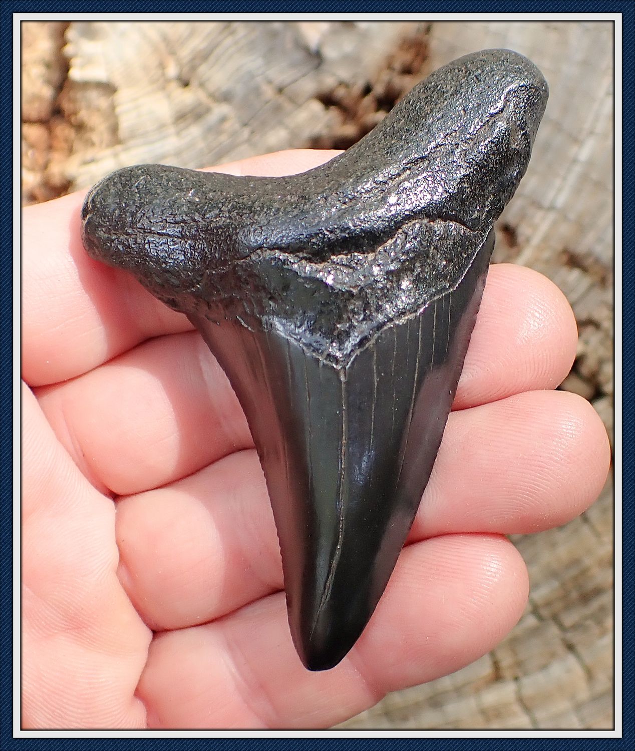 ~ 3 1/4&quot; Long Suwannee River ~  Auriculatus Shark Tooth ~
