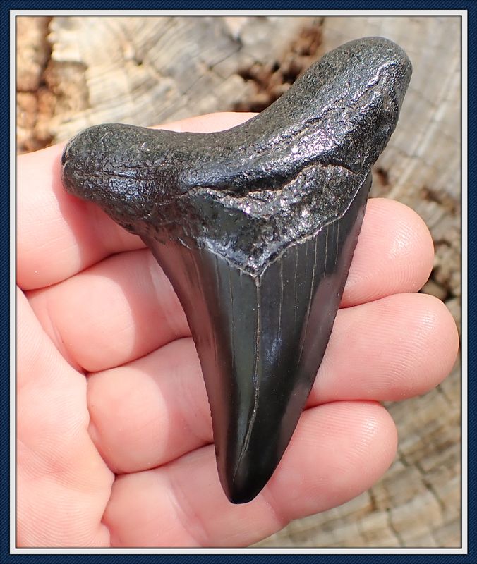 ~ 3 1/4&quot; Long Suwannee River ~  Auriculatus Shark Tooth ~