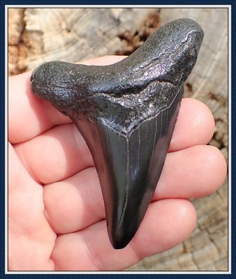 ~ 3 1/4" Long Suwannee River ~  Auriculatus Shark Tooth ~