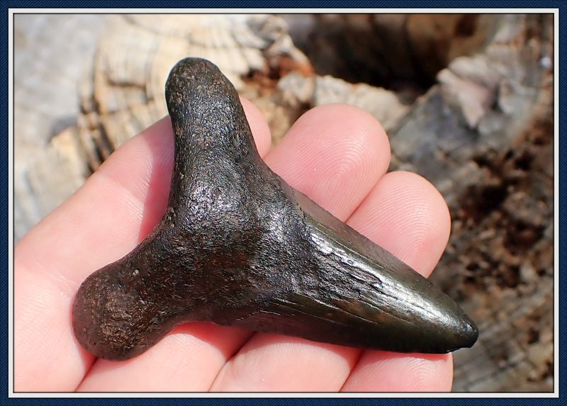 ~ 2 3/8&quot; Long ~ Suwannee River ~  Auriculatus Shark Tooth ~