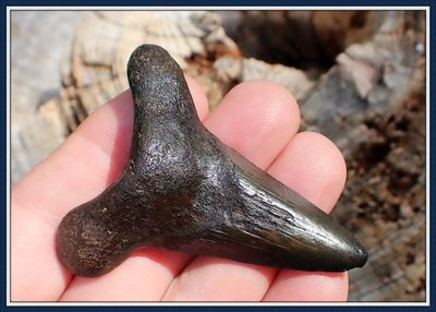 ~ 2 3/8" Long ~ Suwannee River ~  Auriculatus Shark Tooth ~