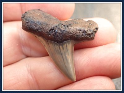 ~ Rare Cretaceous ~ Apex Predator ~   Ginsu Shark Tooth ~ 3