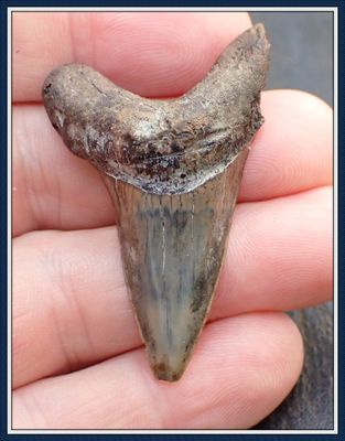 ~ Rare Cretaceous ~ Apex Predator ~   Ginsu Shark Tooth ~ 2