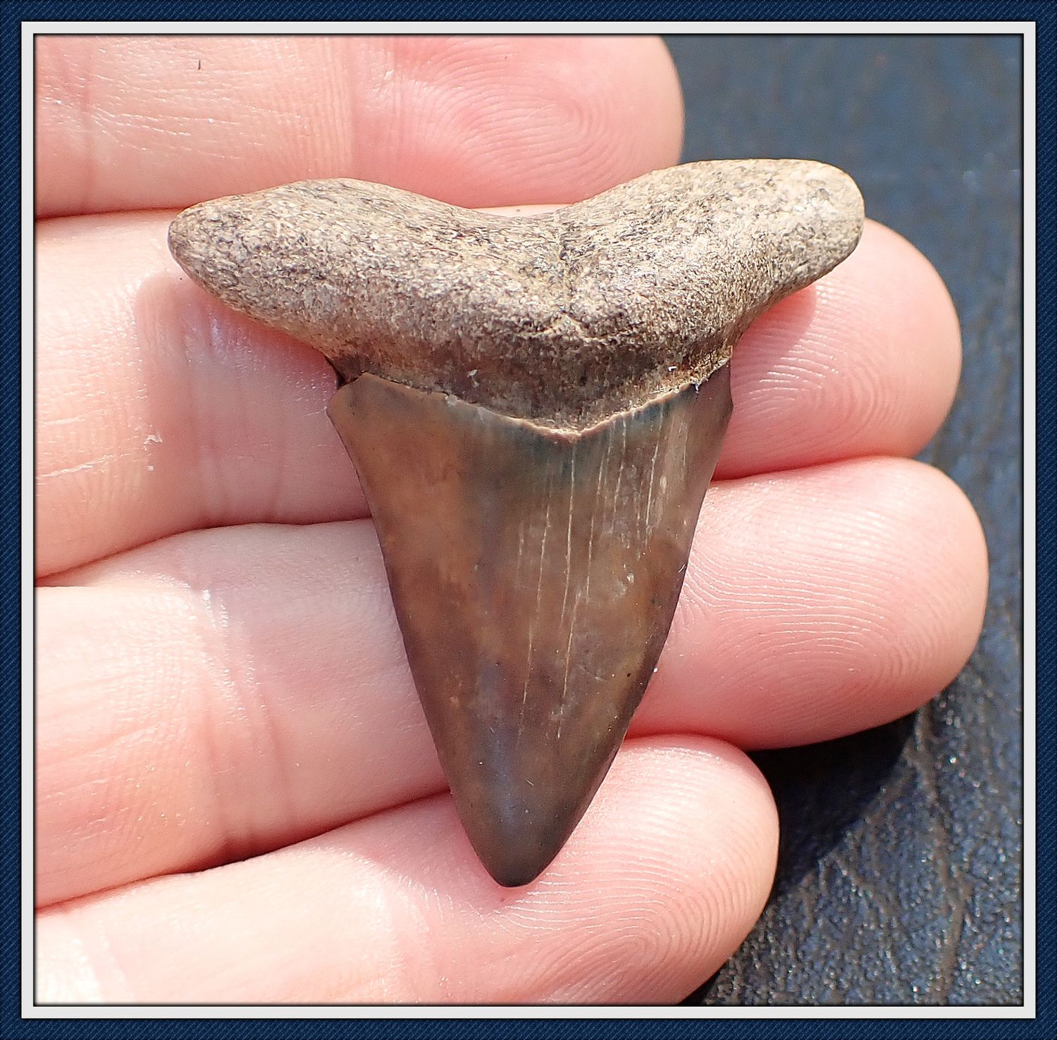 ~ Rare Cretaceous ~ Apex Predator ~   Ginsu Shark Tooth ~ 1