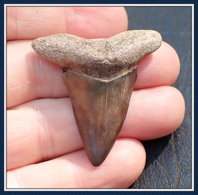 ~ Rare Cretaceous ~ Apex Predator ~   Ginsu Shark Tooth ~ 1