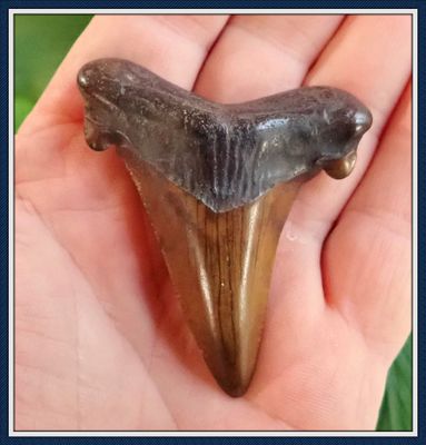 ~ 2 1/2" Long Orange Enameled ~ Georgia Auriculatus Shark Tooth ~ NO. 2
