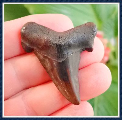 ~ 2" Long Orange Enameled ~ Georgia Auriculatus Shark Tooth ~