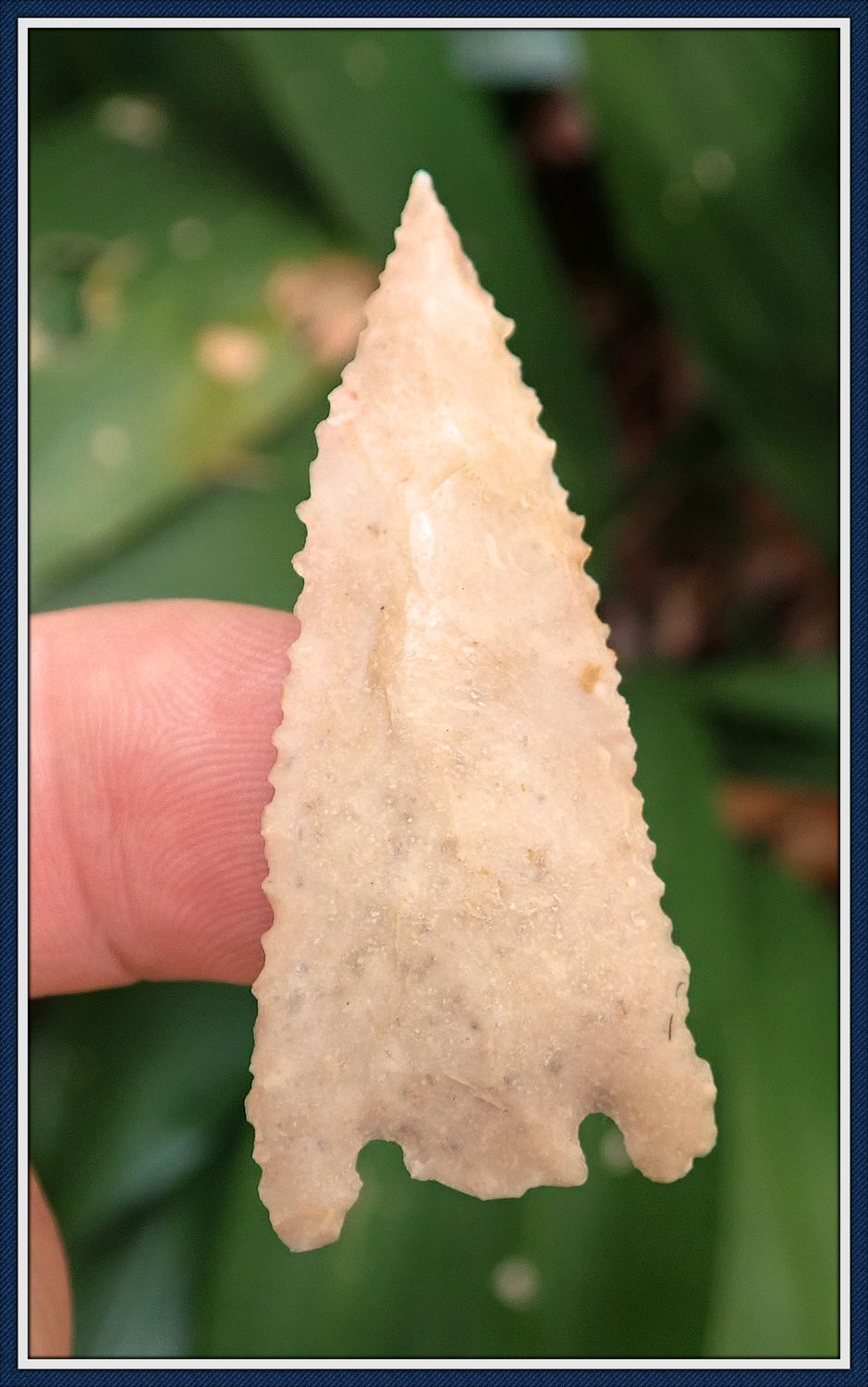 ~ Rare Serrated Hernando ~ Terrell Co. Georgia ~ ON HOLD