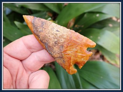 Gilchrist Co. Florida ~ Big Gorgeous Gold Citrus ~ SOLD