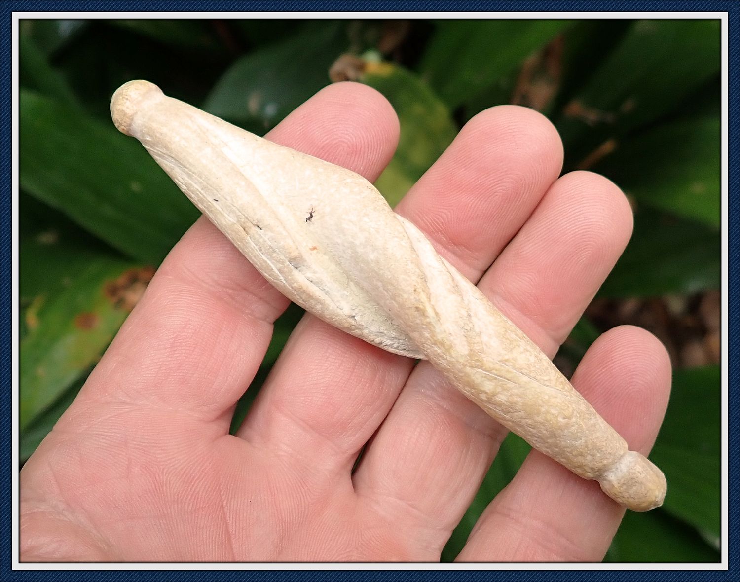 ~ West Coast Florida ~  Shell Plummet ~ Pendant ~ SOLD