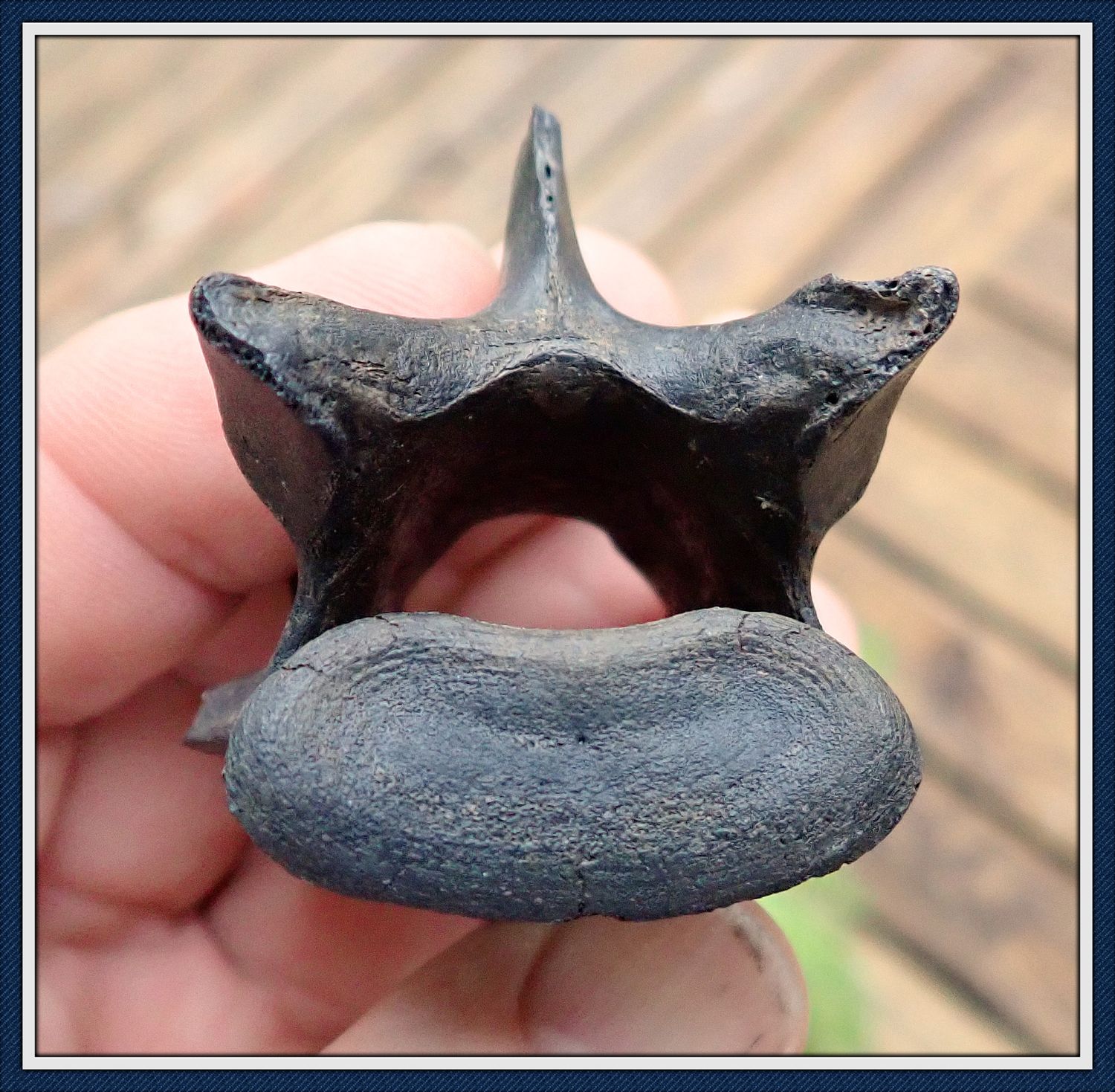 ~  Rare Giant Armadillo ~ Vertebra ~