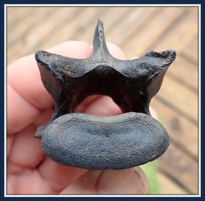 ~  Rare Giant Armadillo ~ Vertebra ~