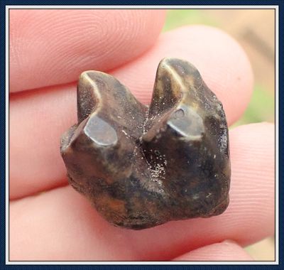 ~ Ice Age Fossil  ~ Tapir Tooth ~