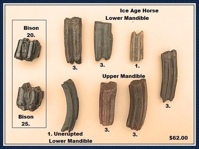 Ice Age Fossil Horse and Bison Teeth