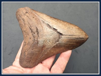 Megalodon Shark Tooth 5 1/4