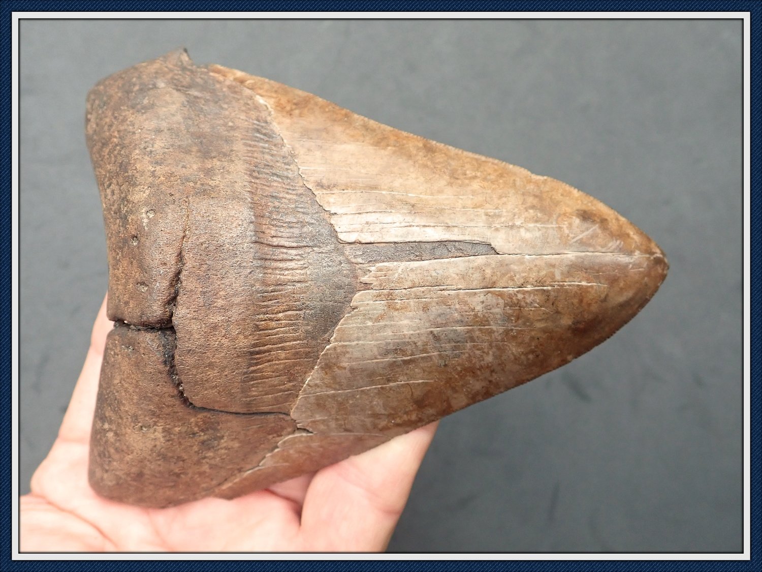 Megalodon Shark tooth 5 1/8