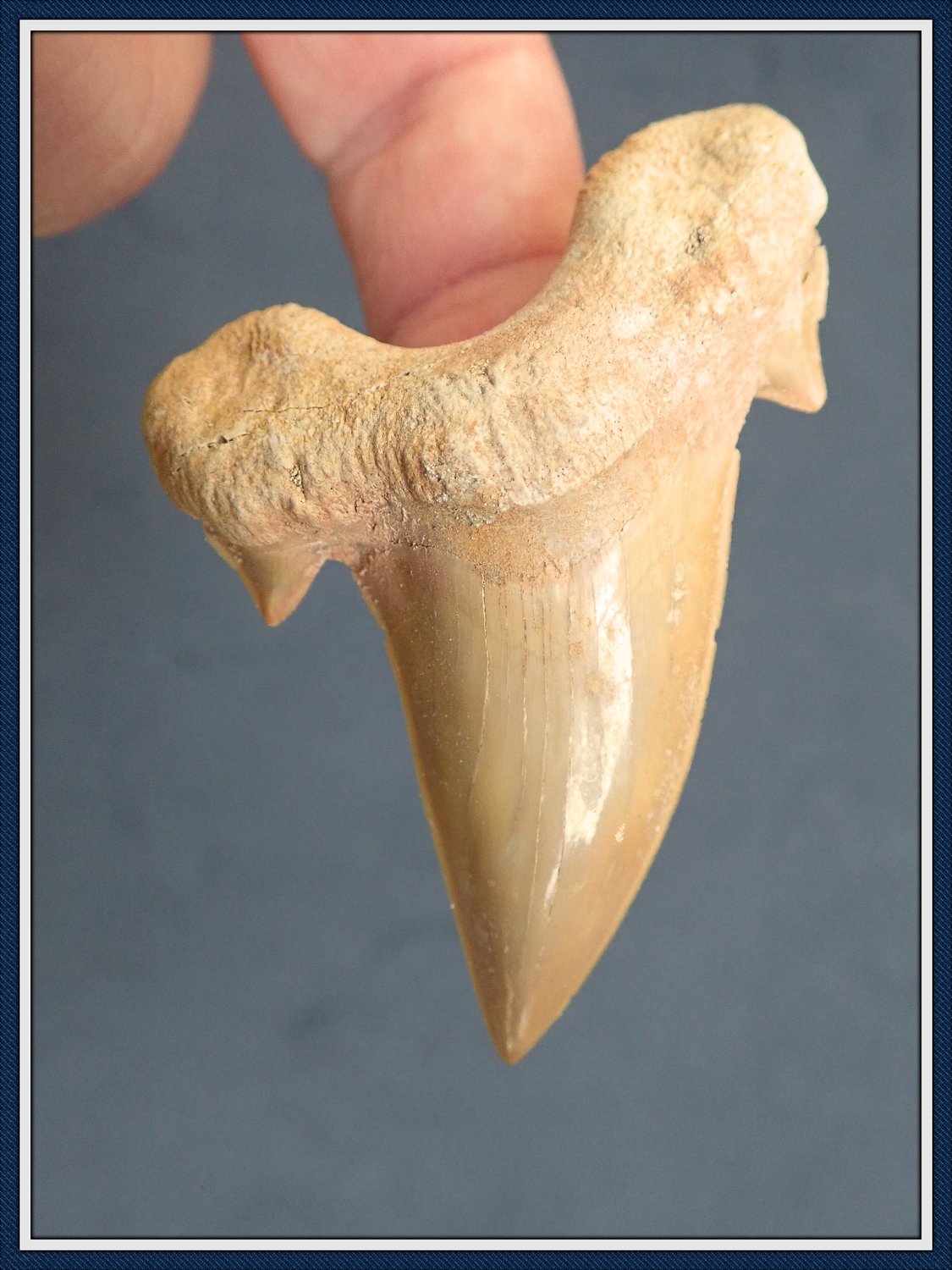 Moroccan Otodus Shark Tooth / Eocene Era