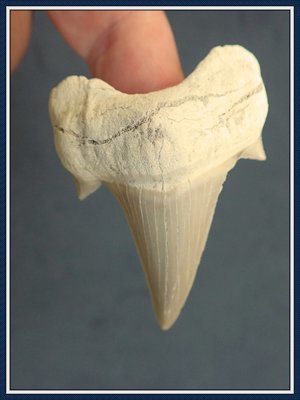 Moroccan Otodus Shark Tooth / Eocene Era