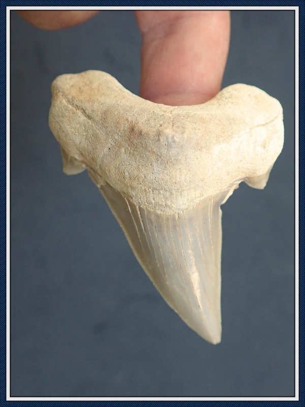 Moroccan Otodus Shark Tooth / Eocene Era