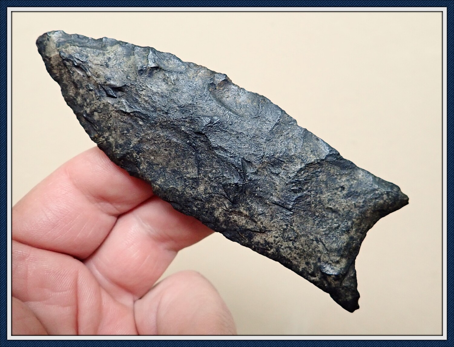 Huge Magnum Coral Paleo Simpson 4 3/8 Huge Magnum Coral Paleo Simpson 4 3/8"