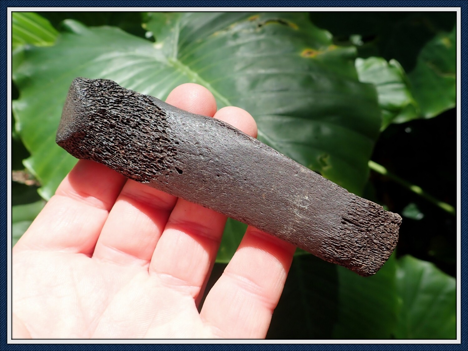 Fossilized Ice Age ~ Tapir Toe Bone Fossilized Ice Age ~ Tapir Toe Bone