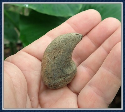 Fossilized Ice Age ~  Giant Tortoise Fighting Spur, Claw