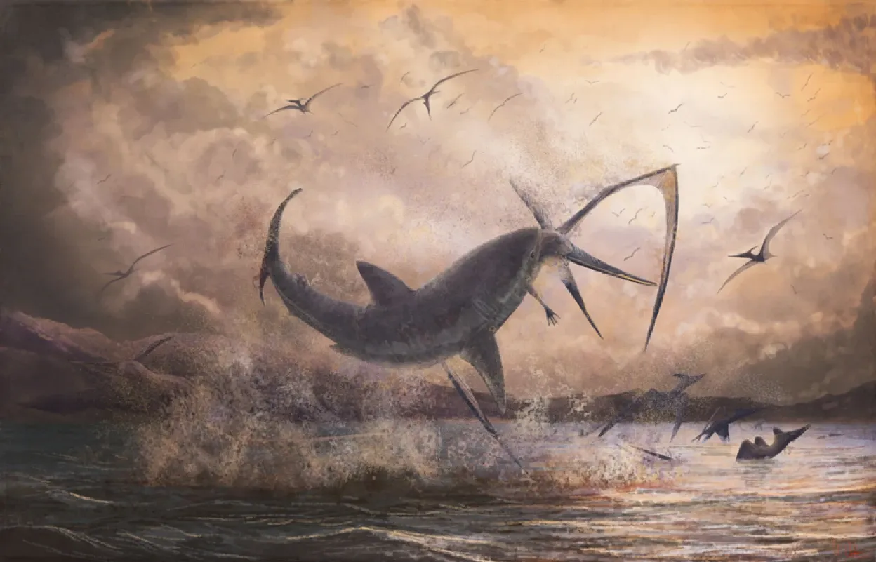 ~ Rare Cretaceous ~ Apex Predator ~ Ginsu Shark Tooth ~ 4 ~ Rare Cretaceous ~ Apex Predator ~ Ginsu Shark Tooth ~ 4