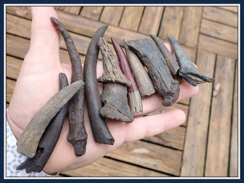 ~ Taylor Co. Florida ~ Ice Age Deer Antler ~ Beam and Tines  ~