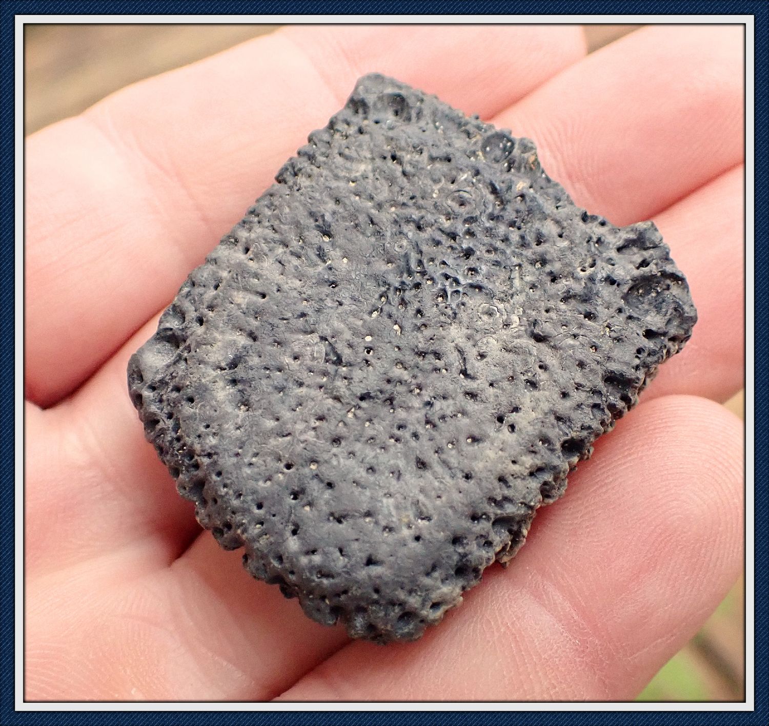 ~  Giant Armadillo ~ Scute ~ Armor Plating ~