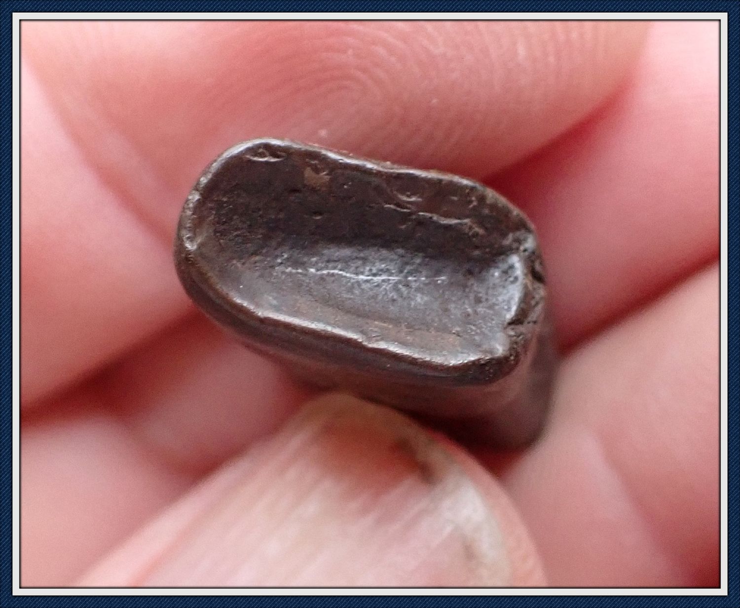 ~  Rare Giant Sloth ~ Tooth ~