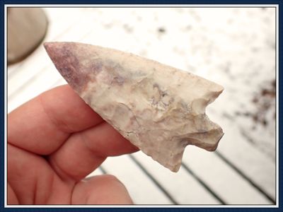 ~ 3" Purple Tipped Newnan ~ Tatum Papered ~ ON HOLD