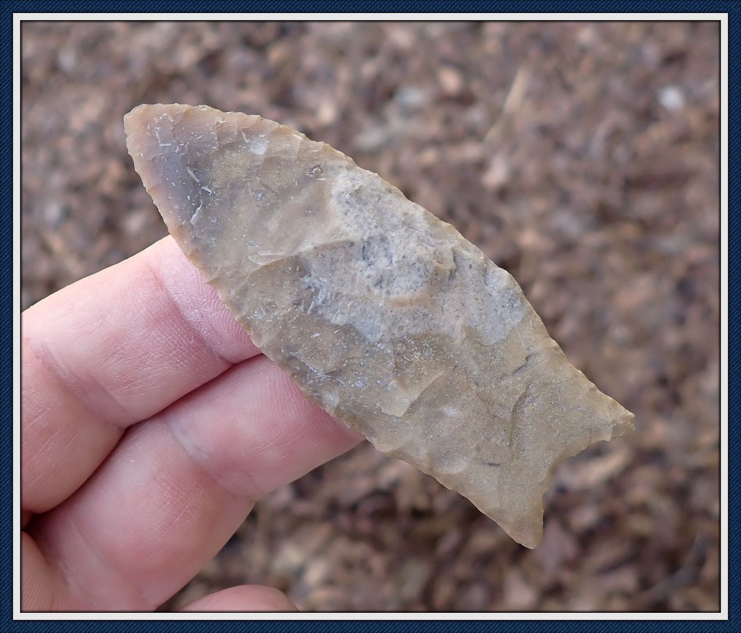 ~ 3" Tan ~ Marion Co. Florida ~ Simpson Point ~