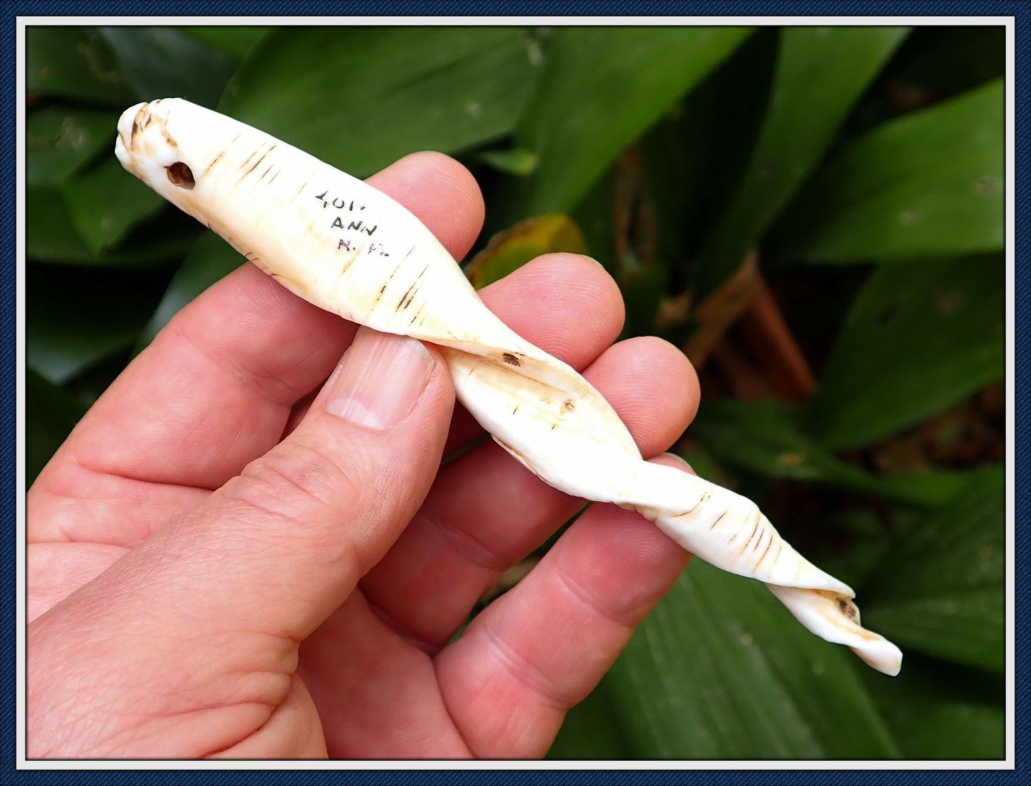 Beautifully Patinated 5 1/4" ~ Northwest Florida ~ Shell Pendant ~