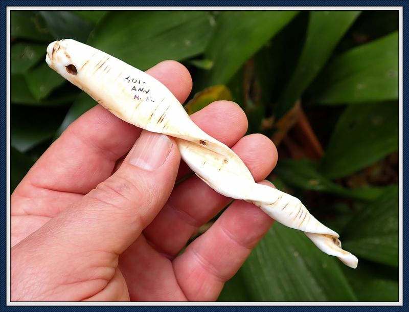 Beautifully Patinated 5 1/4" ~ Northwest Florida ~ Shell Pendant ~