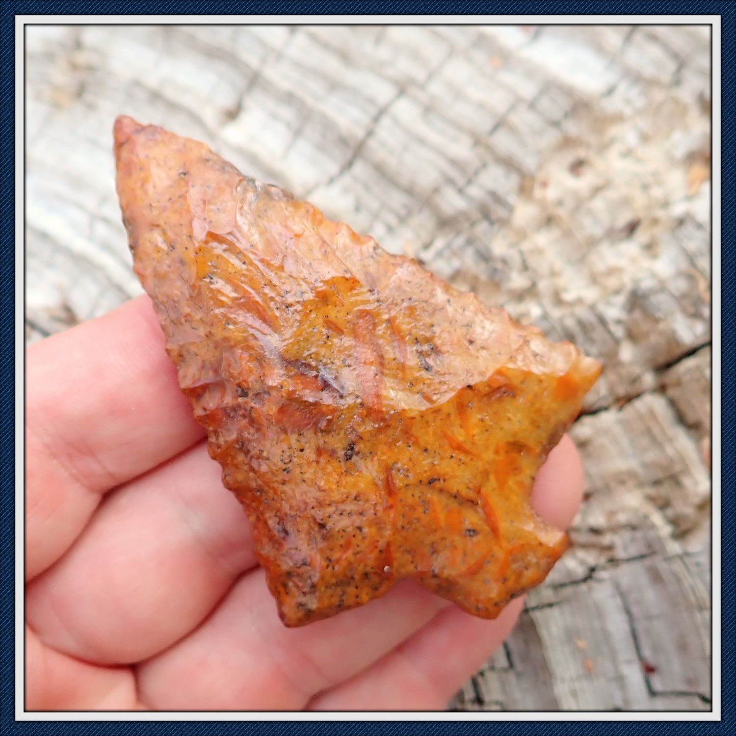 ~ Gorgeous Golden Elora ~ Jackson Co. Florida ~ ON HOLD