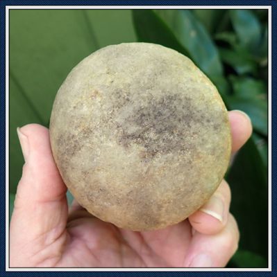 ~ Florida ~ Biscuit Discoidal ~ Game Stone ~