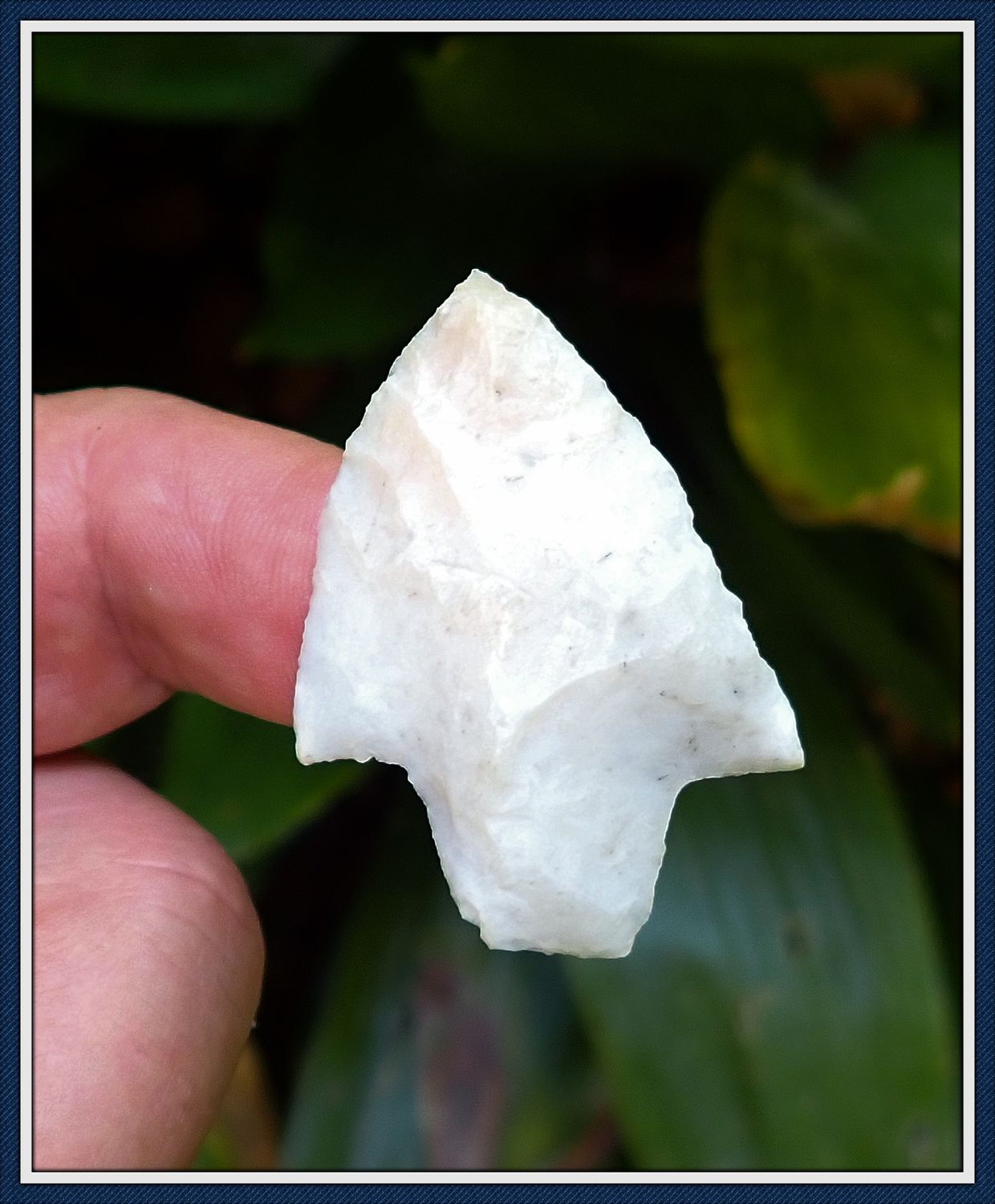 ~ Pasco Co. Florida ~ Translucent Coral ~ Newnan Spear Point ~