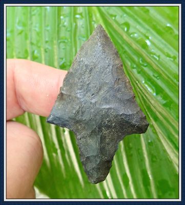 ~ Suwannee Co. Florida ~ Lochloosa Coral Marion ~ Spear Point ~