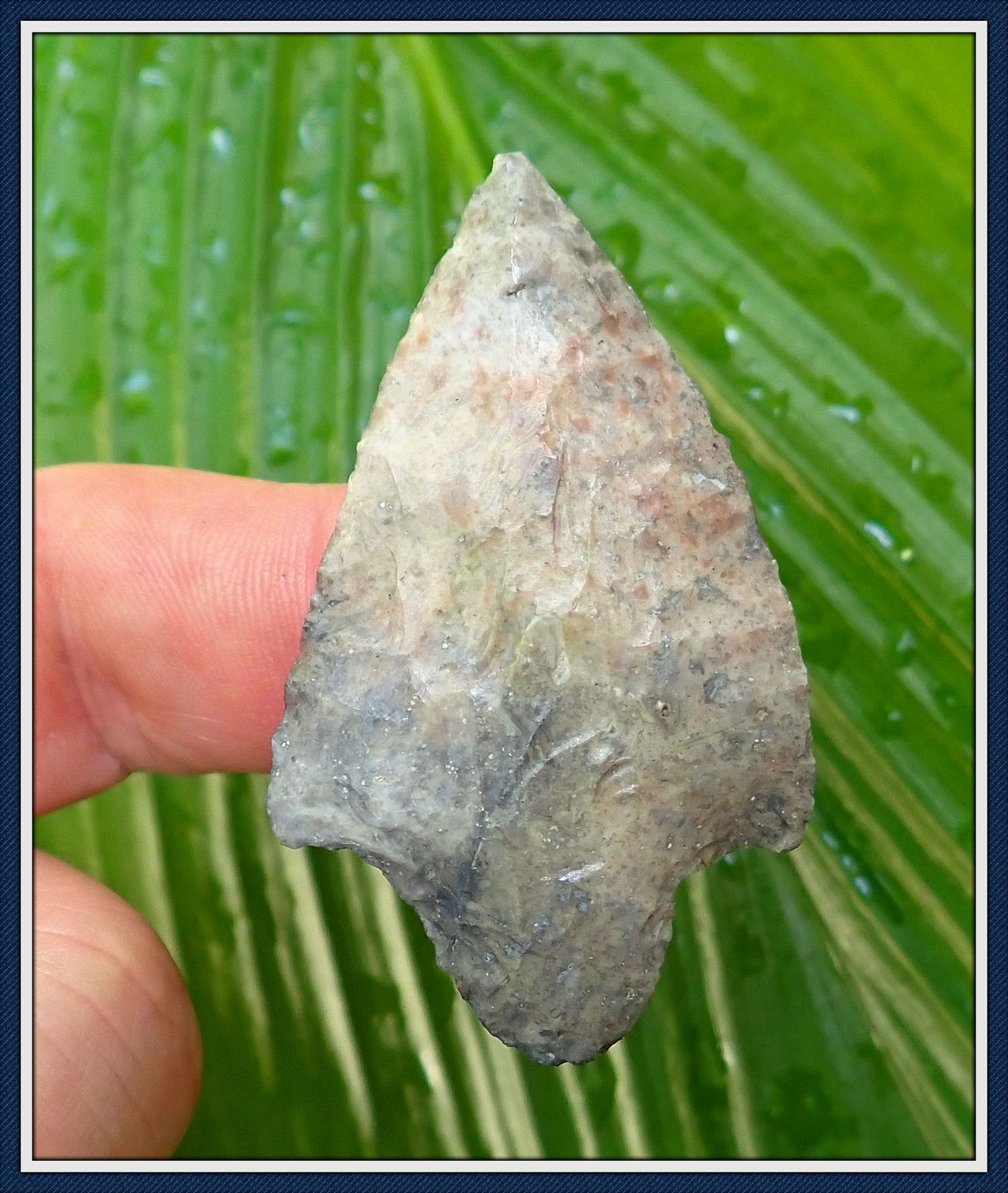 ~ Putnam Co. Florida ~ Cypress Creek ~ Spear Point ~