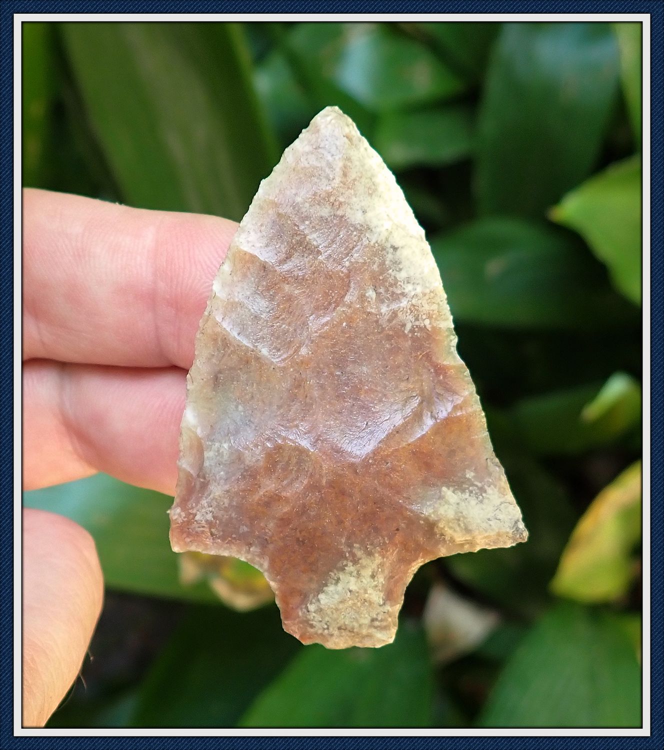 ~ 2 1/2"  Pasco Co. Florida ~ Marion Point ~