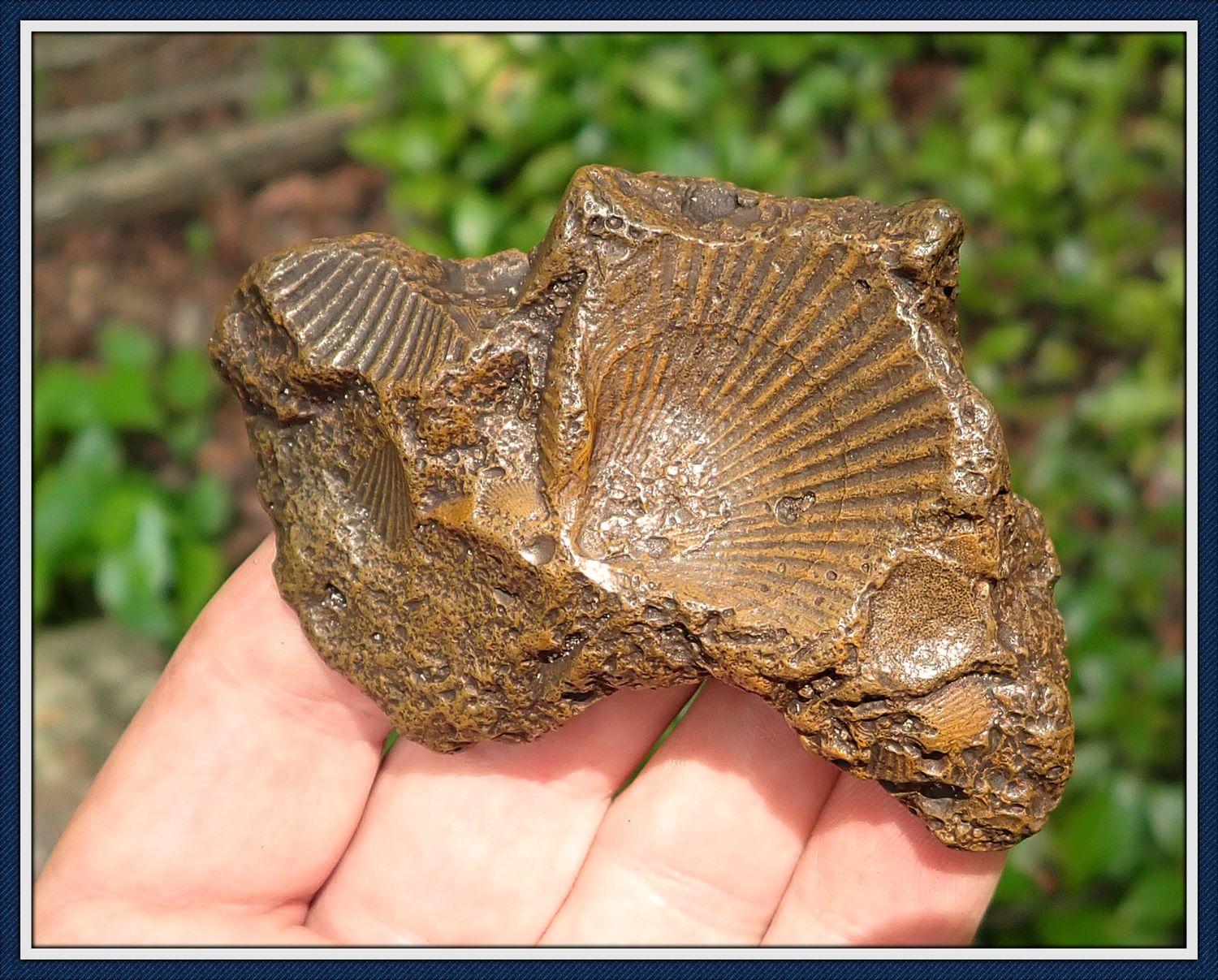 ~ Rock Hard ~ Eocene Shell Fossil ~ Suwannee River ~