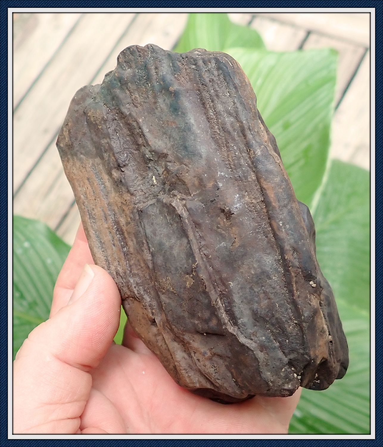 ~ Columbian Mammoth Tooth Partial ~ Pliestocene ICE AGE  Fossil ~ Suwannee River ~